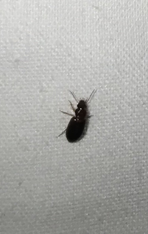 Bugs in bed can you identify them? - iSpot Forum