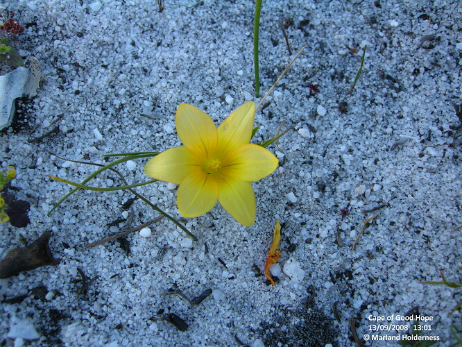 105c Romulea CP-T'berg+ 2008-09-13