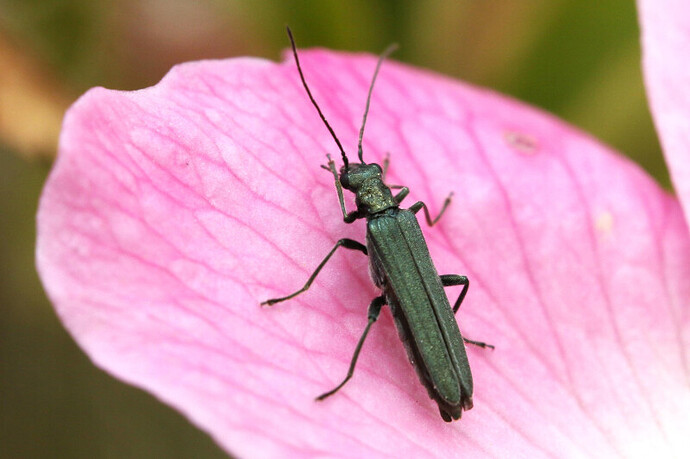 large_1-Green flower beetle