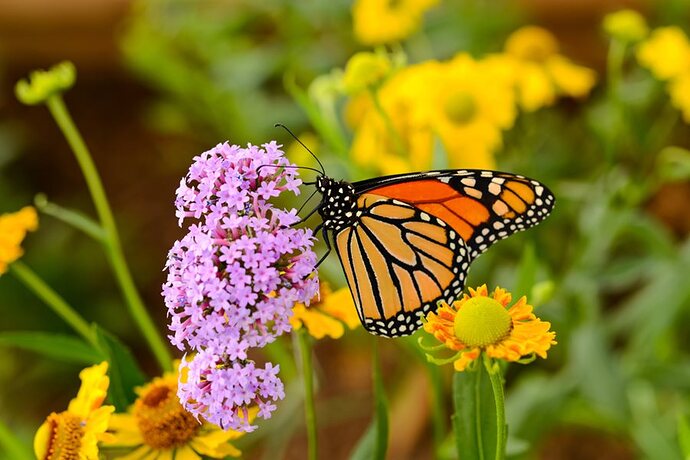 monarch-butterfly-on-pink-flowers-butterfly-garden-shutterstock-com_16023