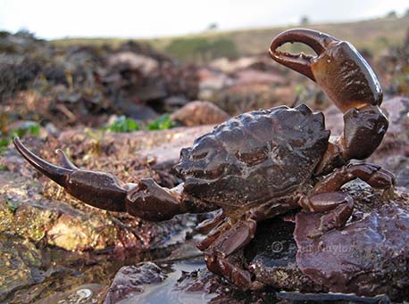 Montagus-crab-Wembury-1-RJ2-Paul-Naylor-marinephoto-copy-2